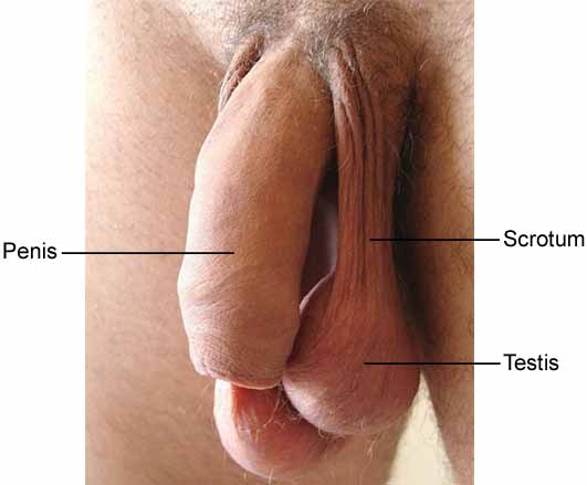 scrotum, testes, testicles, testis, scrotal sac